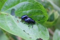 CloseupÃ¢â¬â¹ two bug livingÃ¢â¬â¹ on the green leaves. Insects are breeding together.